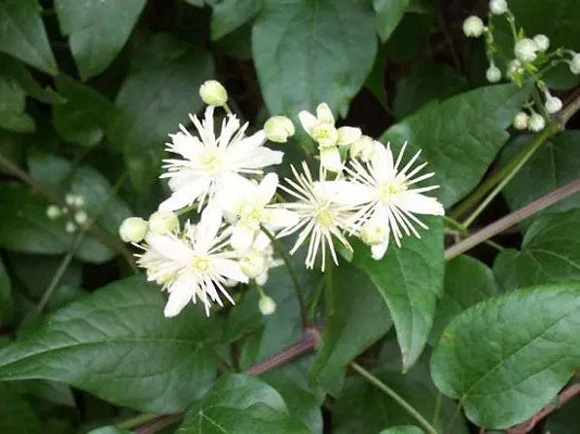 معطرترین گل ها 