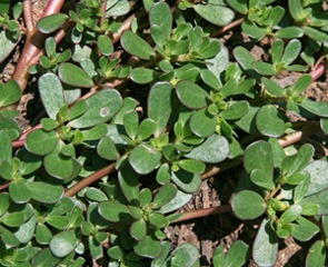 گیاه خرفه