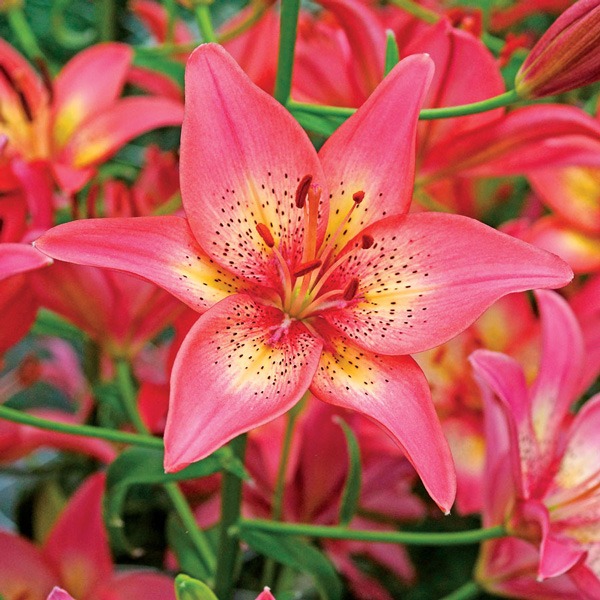 لیلیوم آسیایی