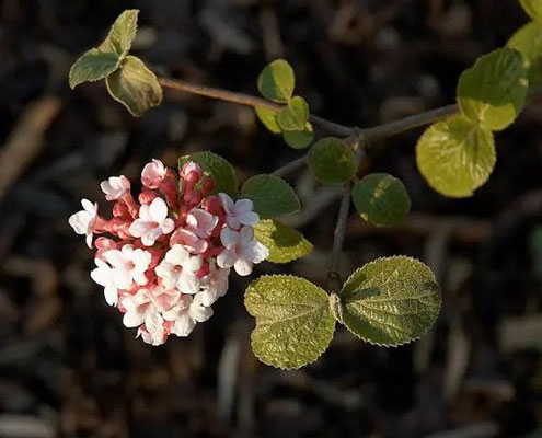 معطرترین گل ها