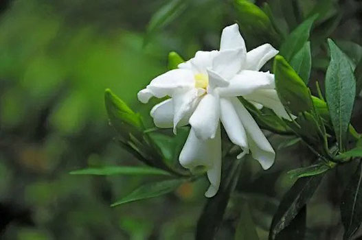 معطرترین گل ها