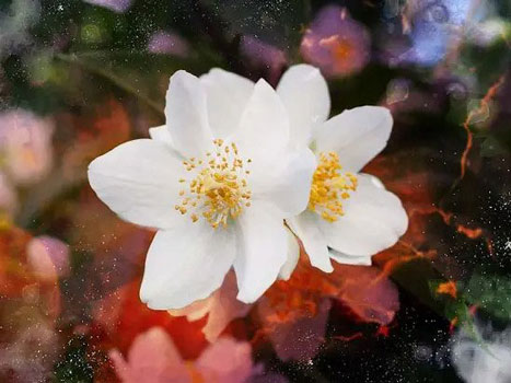 معطرترین گل ها