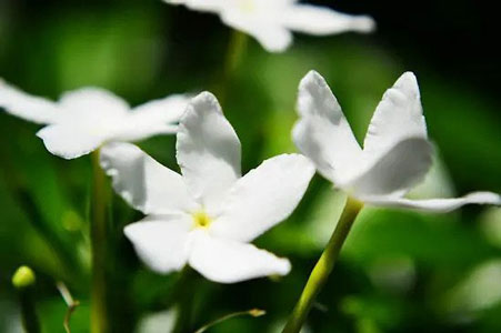 معطرترین گل ها