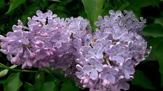 معطرترین گل ها
