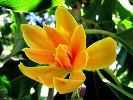 معطرترین گل ها