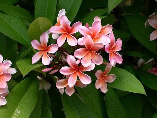 معطرترین گل ها 