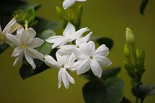 معطرترین گل ها