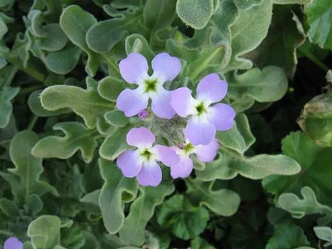 معطرترین گل ها
