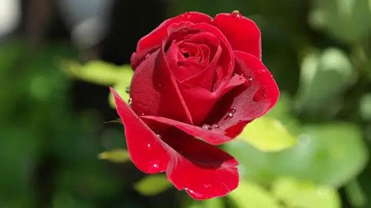 معطرترین گل ها