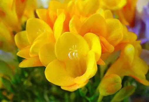 معطرترین گل ها