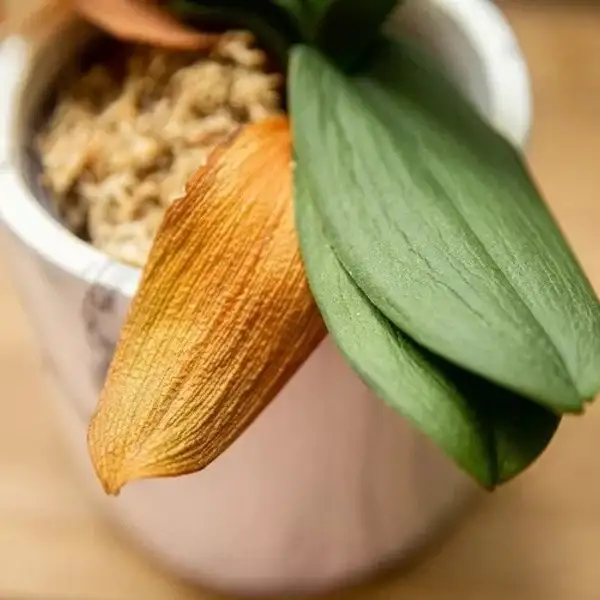 چرا برگ های ارکیده فالانوپسیس (Phalaenopsis) من زرد می شوند؟