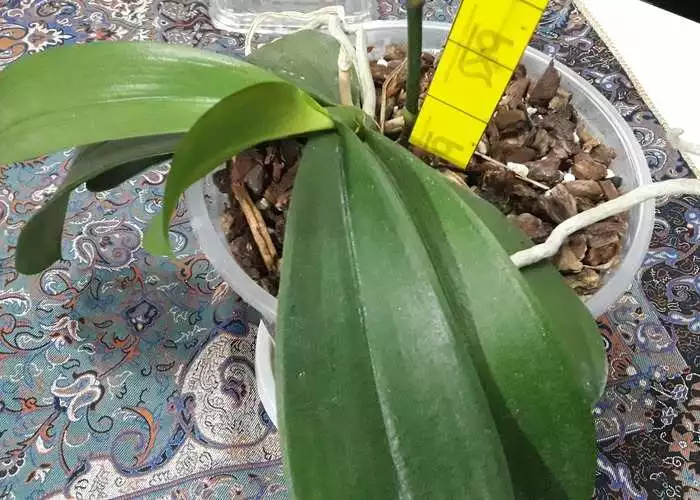 ارکیده فالانوپسیس (Phalaenopsis)