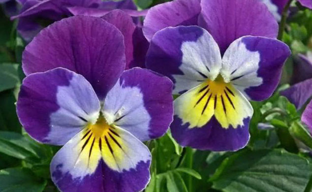 گل و گیاه مناسب برای بالکن