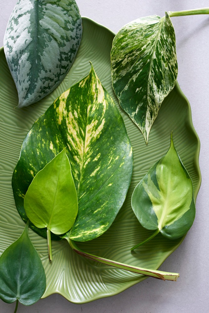 نگهداری از گیاه پوتوس (Devil’s Ivy)