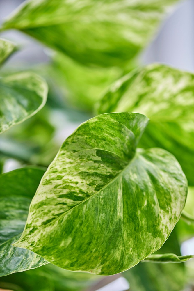 نگهداری از گیاه پوتوس (Devil’s Ivy)