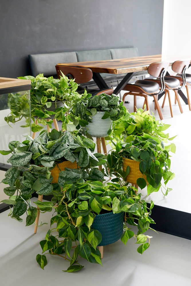  گیاه Devil’s Ivy