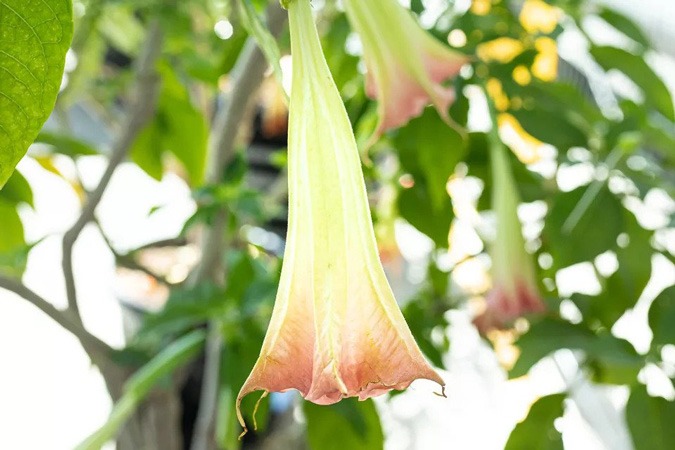 گل شیپوری فرشته