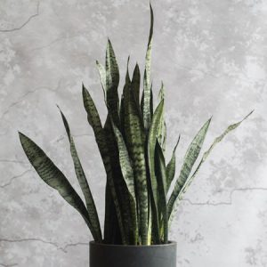 نحوه نگهداری گل سانسوریا