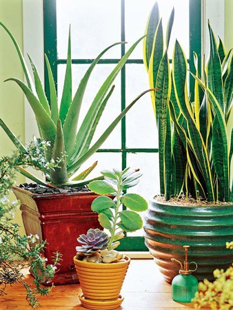 گیاهان آپارتمانی مقاوم به کم آبی