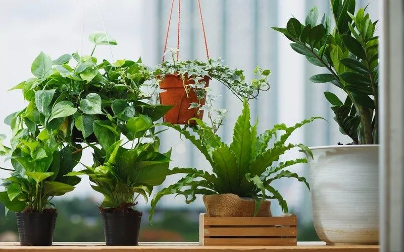 مزیت گیاهان آپارتمانی