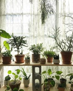 گیاه مناسب برای اتاق خواب