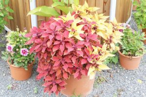 گیاه حسن یوسف