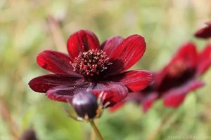 گل کیهان شکلاتی