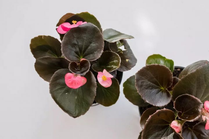 8 گیاه خانگی گلدار