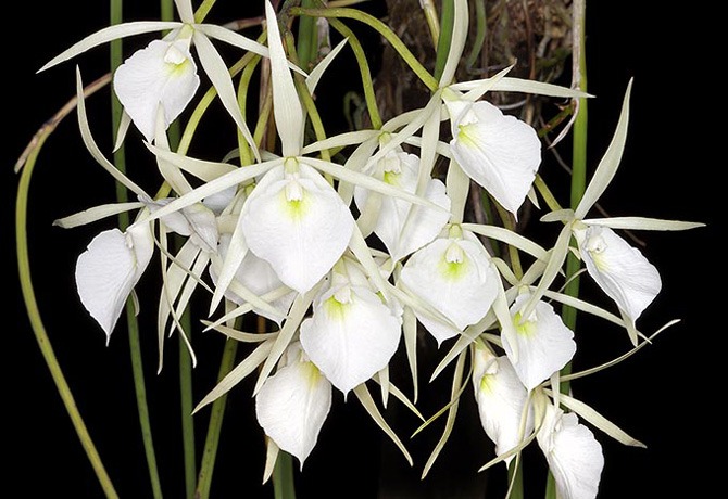 گل ارکیده Brassavola