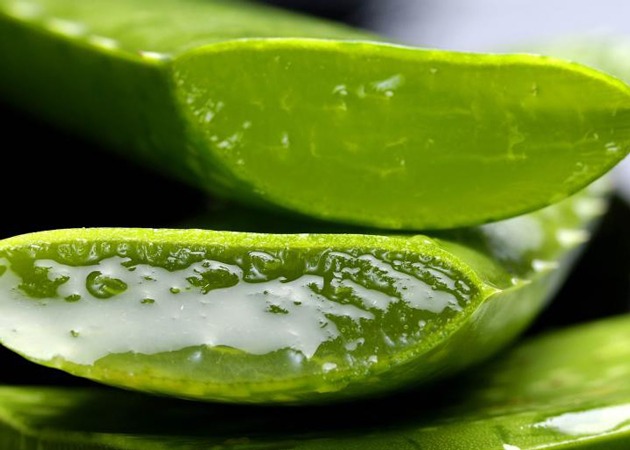 نگهداری از گلدان آلوورا