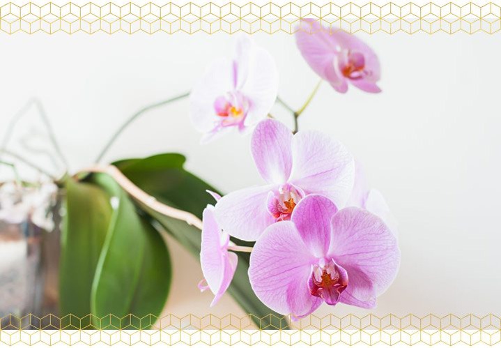 نگهداری از گلدان ارکیده