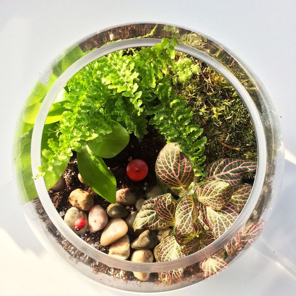 نگهداری از گیاهان داخل شیشه