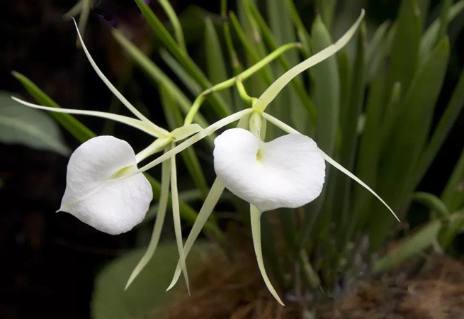 گل ارکیده Brassavola