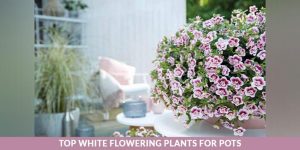 گلدان با گل سفید