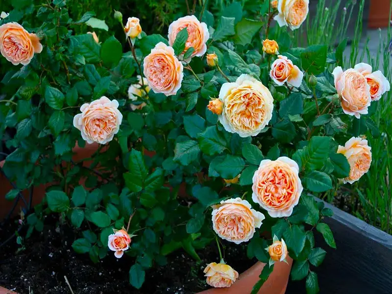 نحوه کاشت رز جولیا