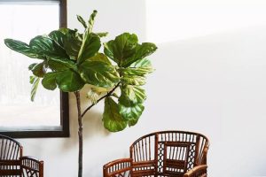 فیکوس لیراتا