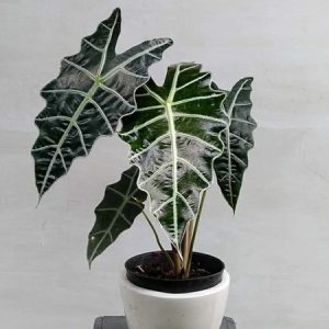 گیاه بابا آدم