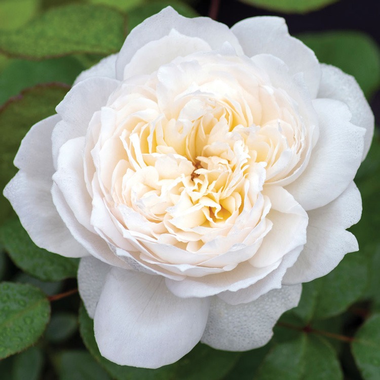 گل رز Floribunda