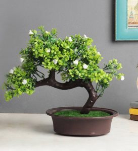 درخت بونسای