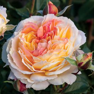 گل رز Floribunda