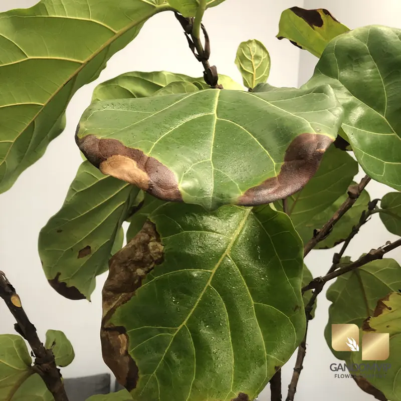 بیماری گیاه فیکوس لیراتا