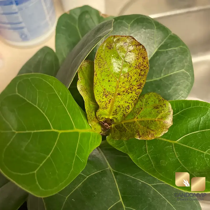 زرد شدن برگ گیاه فیکوس لیراتا