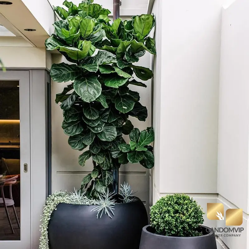 شرایط نگهداری فیکوس لیراتا در خانه