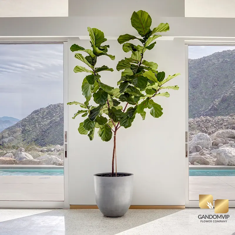 شرایط نگهداری فیکوس لیراتا