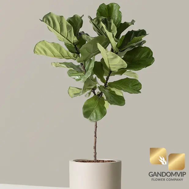 فیکوس لیراتا چیست