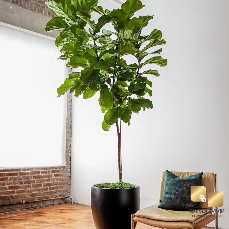 نکات خرید فیکوس لیراتا