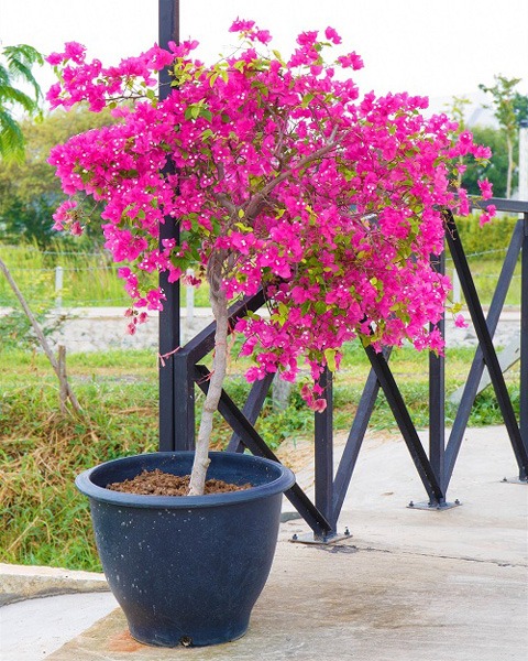چرا گل کاغذی من گل نمی دهد