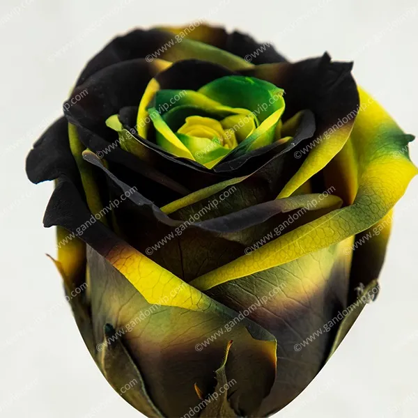 مراقبت از رز جاودان