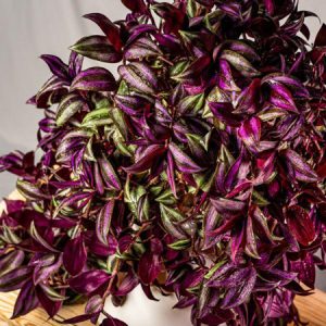 گیاه چشم آهویی