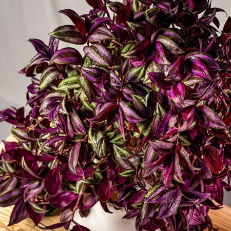 گیاه چشم آهویی